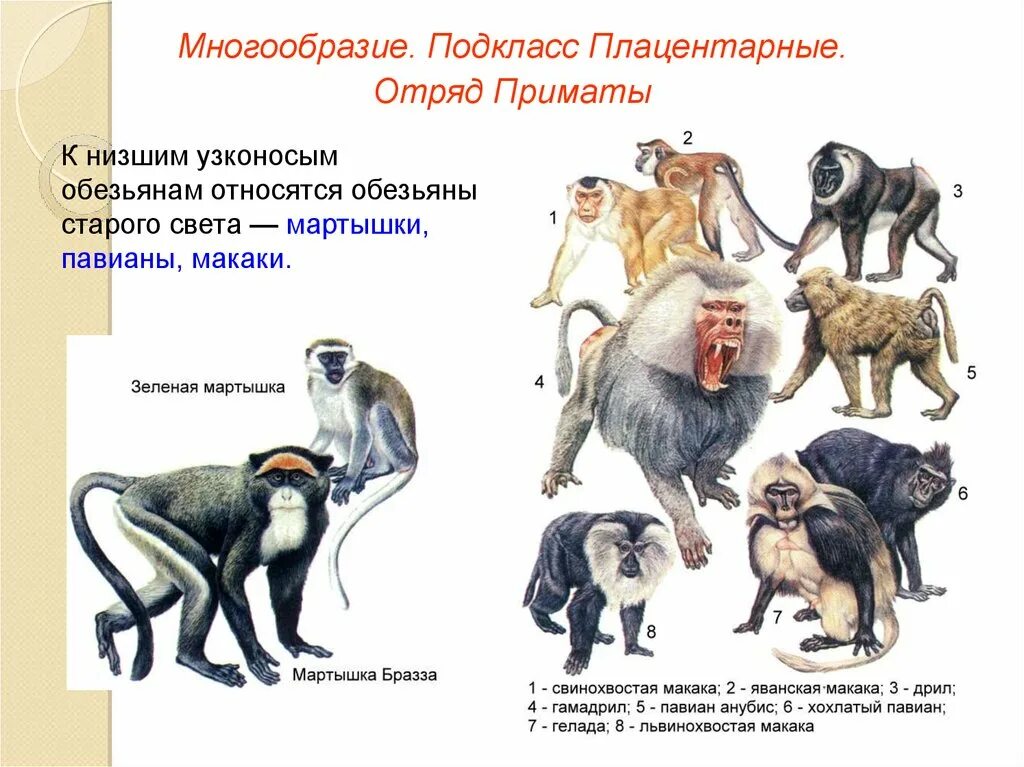 Приматы отряды млекопитающих. Отряд высшие приматы семейства. Приматы семейства и представители. Млекопитающие отряд приматы классификация. Человек относится к классу приматов