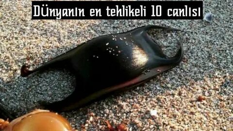 Яйцо акулы