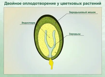 Двойное оплодотворение эндосперм