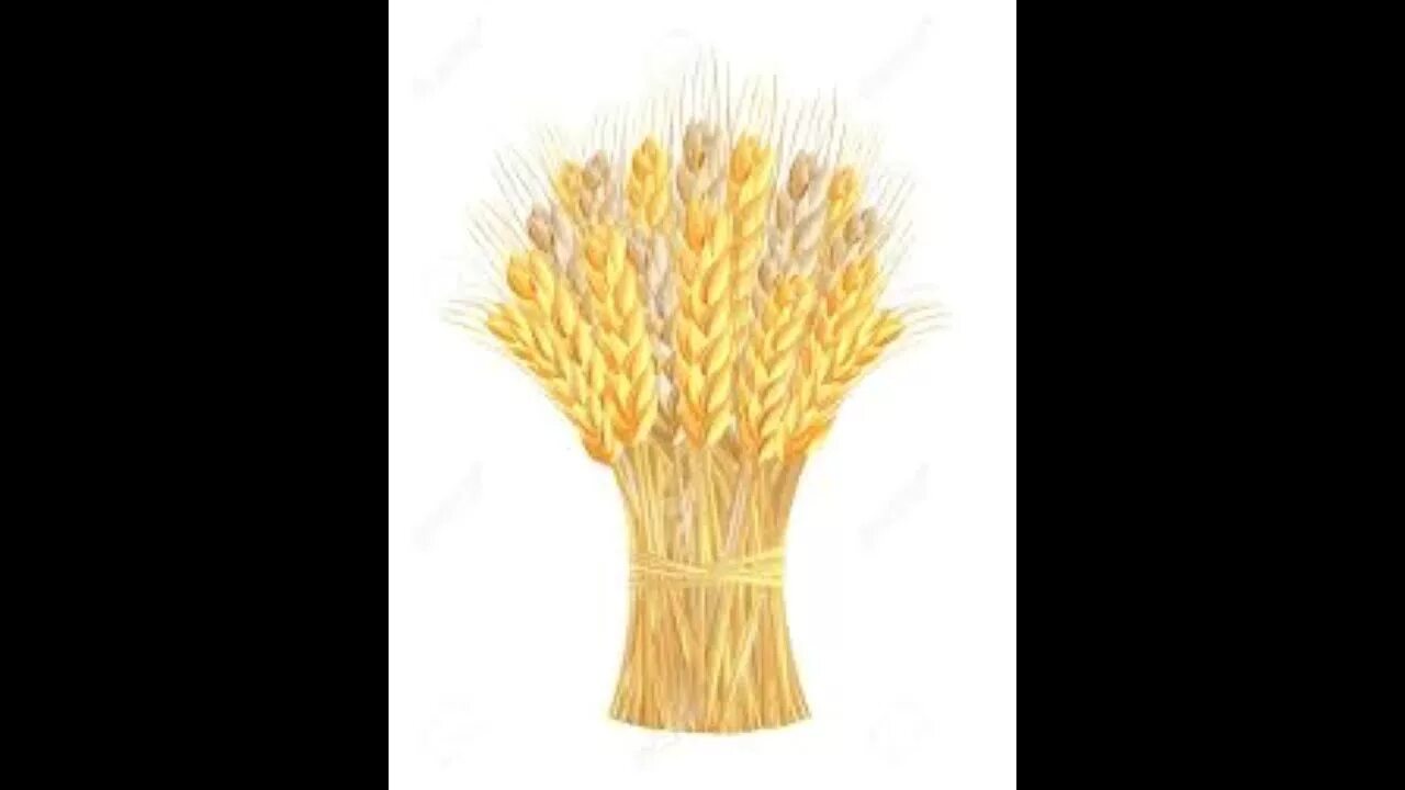 Хлеб сноп. Пучок колосьев. Сноп колосьев. Колосья пшеницы. Сноп пшеницы.