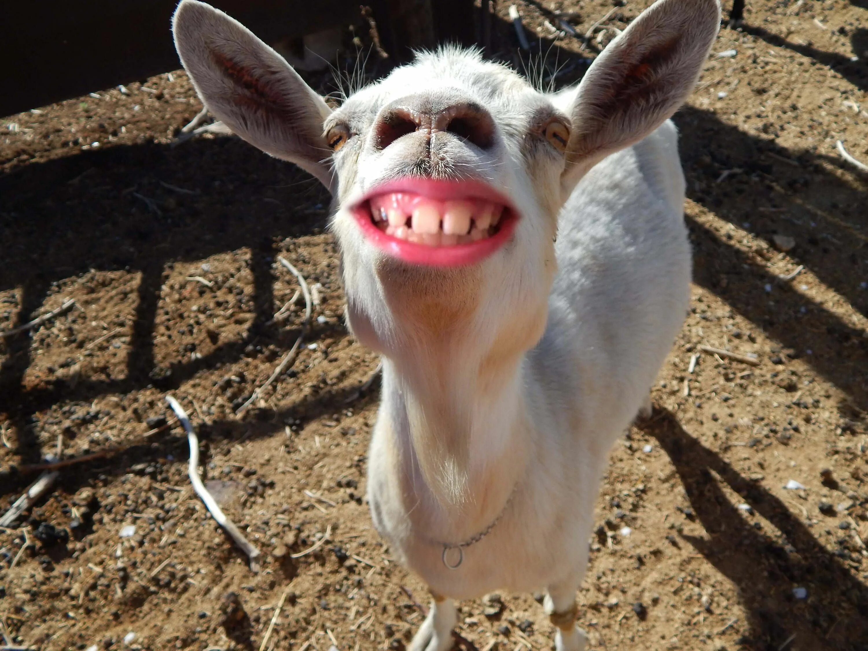 Free Images : grass, animal, horn, coat, pasture, mammal, fauna, austria, goats,