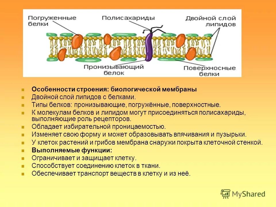 углеводы строение и функции. таблица общие характеристики органических веществ клетка. белки и полисахариды функции. белки и полисахариды функции. классификация углеводов биология 10 класс таблица.