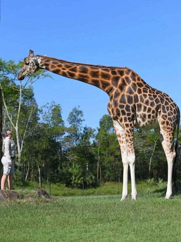 Самая большая высокая. Жираф Торникрофта. Кордофанский Жираф. Жираф Сегал. Жираф в Австралии.