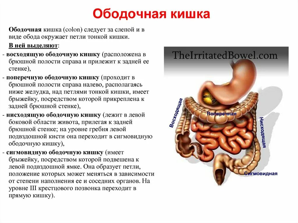 Сегмент кишка. Ободочная кишка анатомия функции. Поперечная ободочная кишка функции. Восходящая ободочная кишка строение. Структура поперечно ободочной кишки.