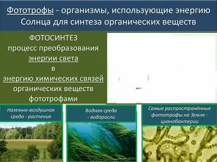 Редуценты используют энергию