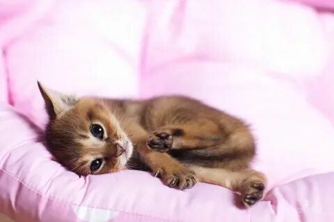 Покажи самые милые картинки котиков