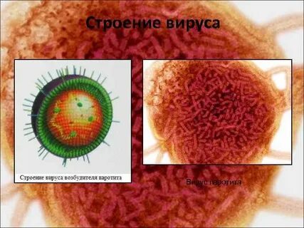 Эпидемический возбудитель