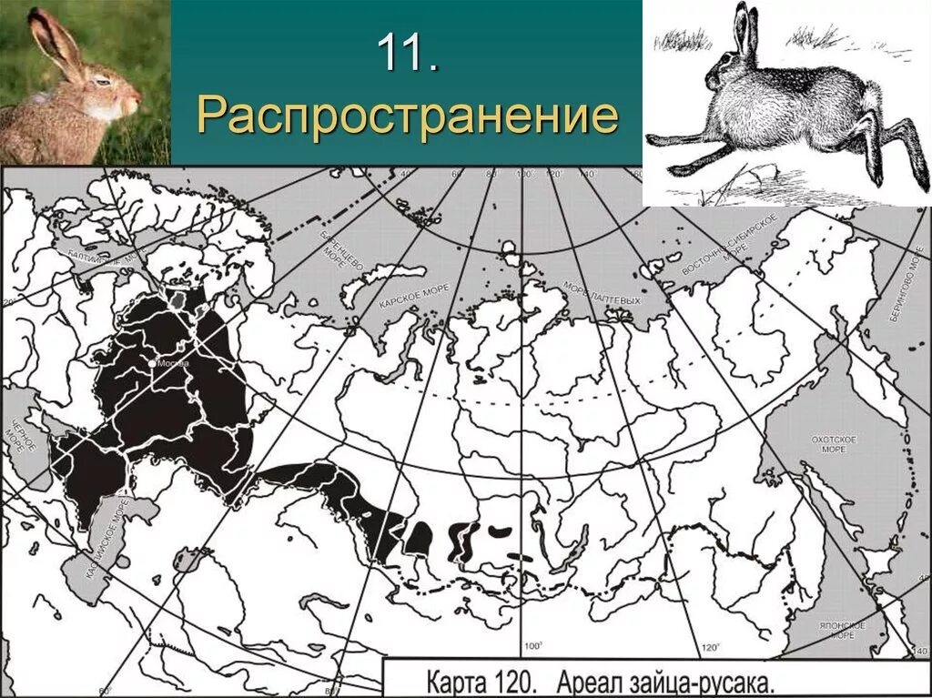 Где находится порода. Ареал зайца беляка. Ареал обитания зайца русака. Ареал зайца русака. Ареал распространения зайца русака.