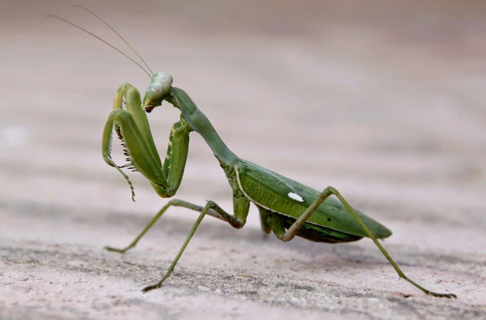 Гетерохета Восточная богомол. Жук богомол. Mantis religiosa богомол. Земляной богомол. Лапка кузнечика