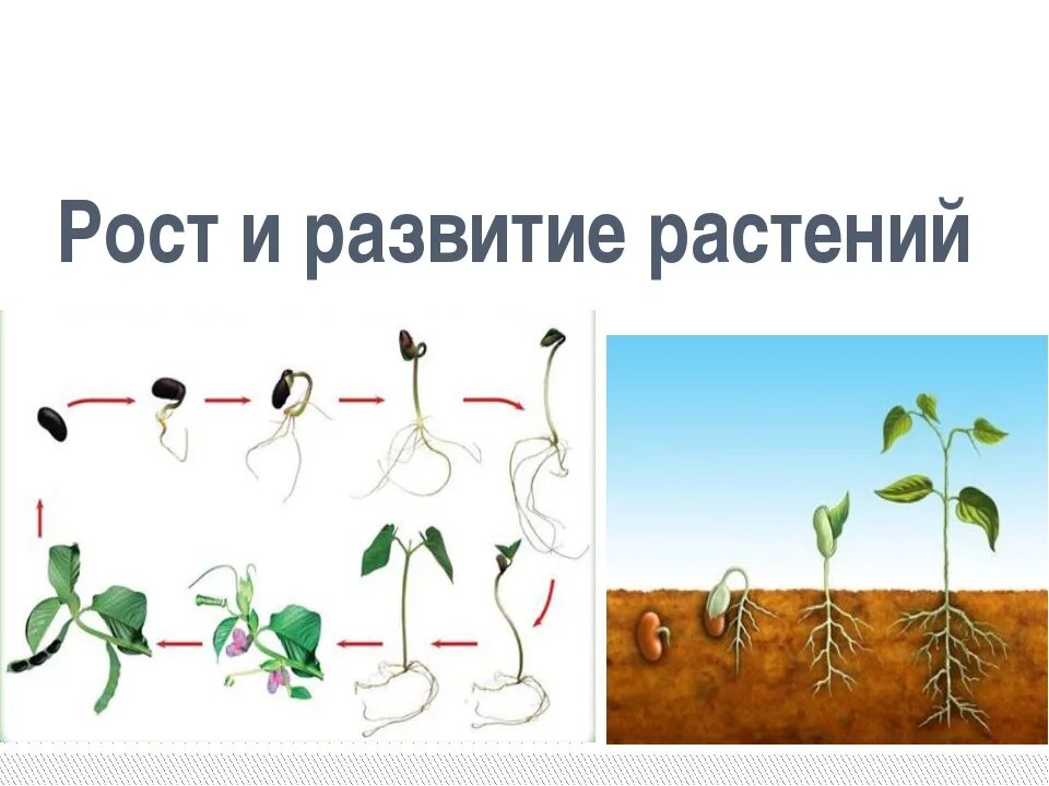 Периоды индивидуального развития растений. Этапы роста растений. Рост и развитие растений схема. Этапы развития растений. Процесс развития растений.