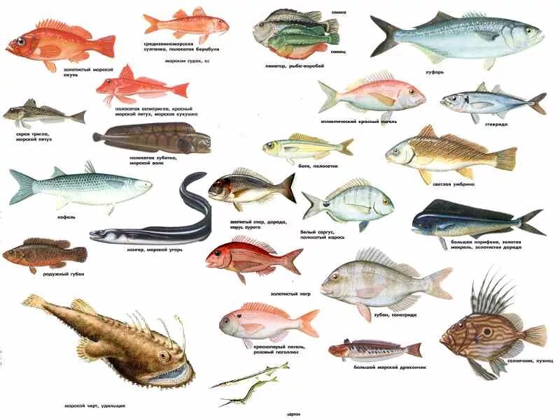 Какие рыбы водятся в море. Рыбы черного моря определитель. Черноморская рыба название. Промысловые рыбы черного моря. Съедобные рыбы черного моря.