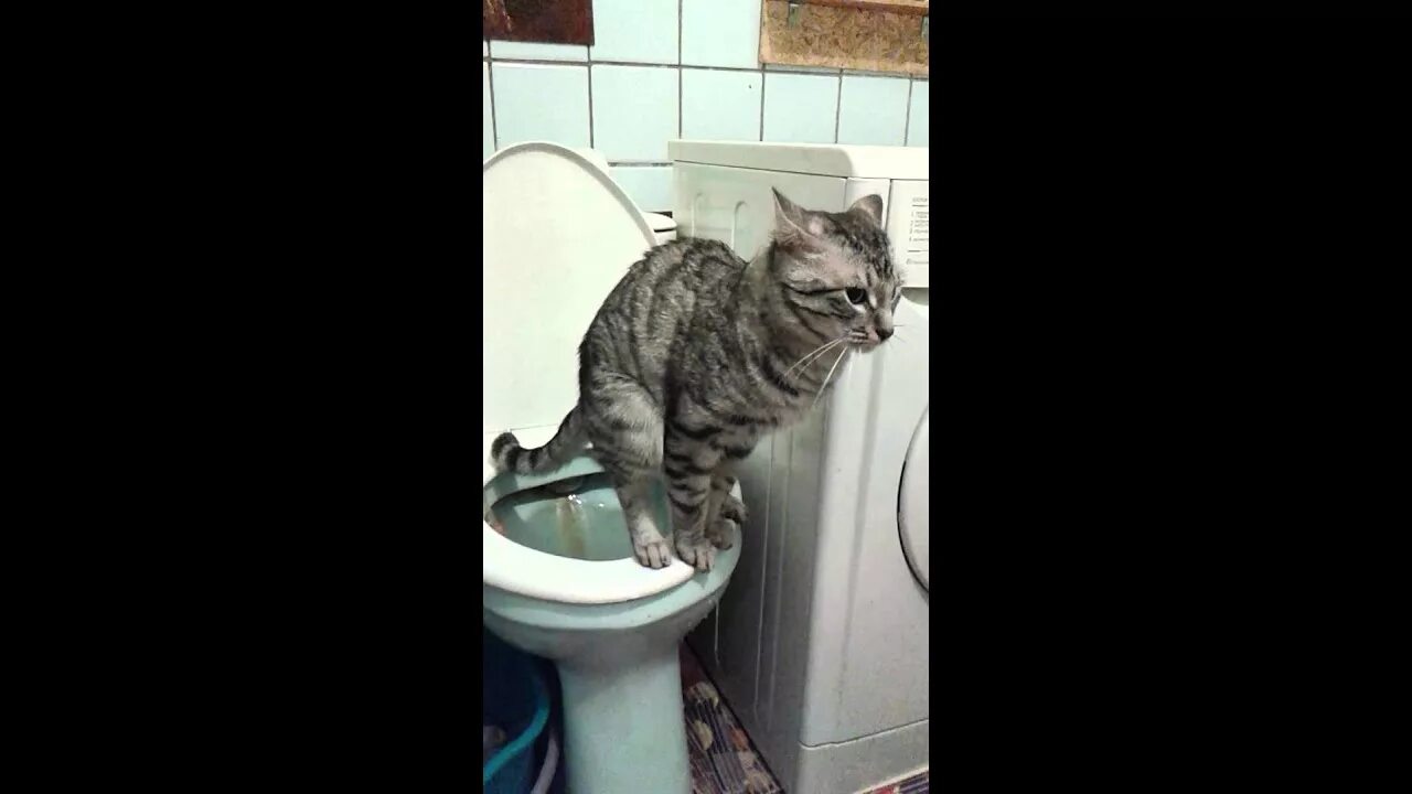 Песня сегодня какал. Кошка какает. Кошка какает в туалете. Смешной кот на унитазе. Обоссанный котенок.