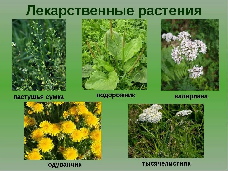 Растения живущие в россии. Лекарственные растения. Лечебные растения. Лекаоственныерастения. Травянистые растения.