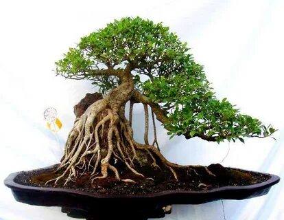 Root style
