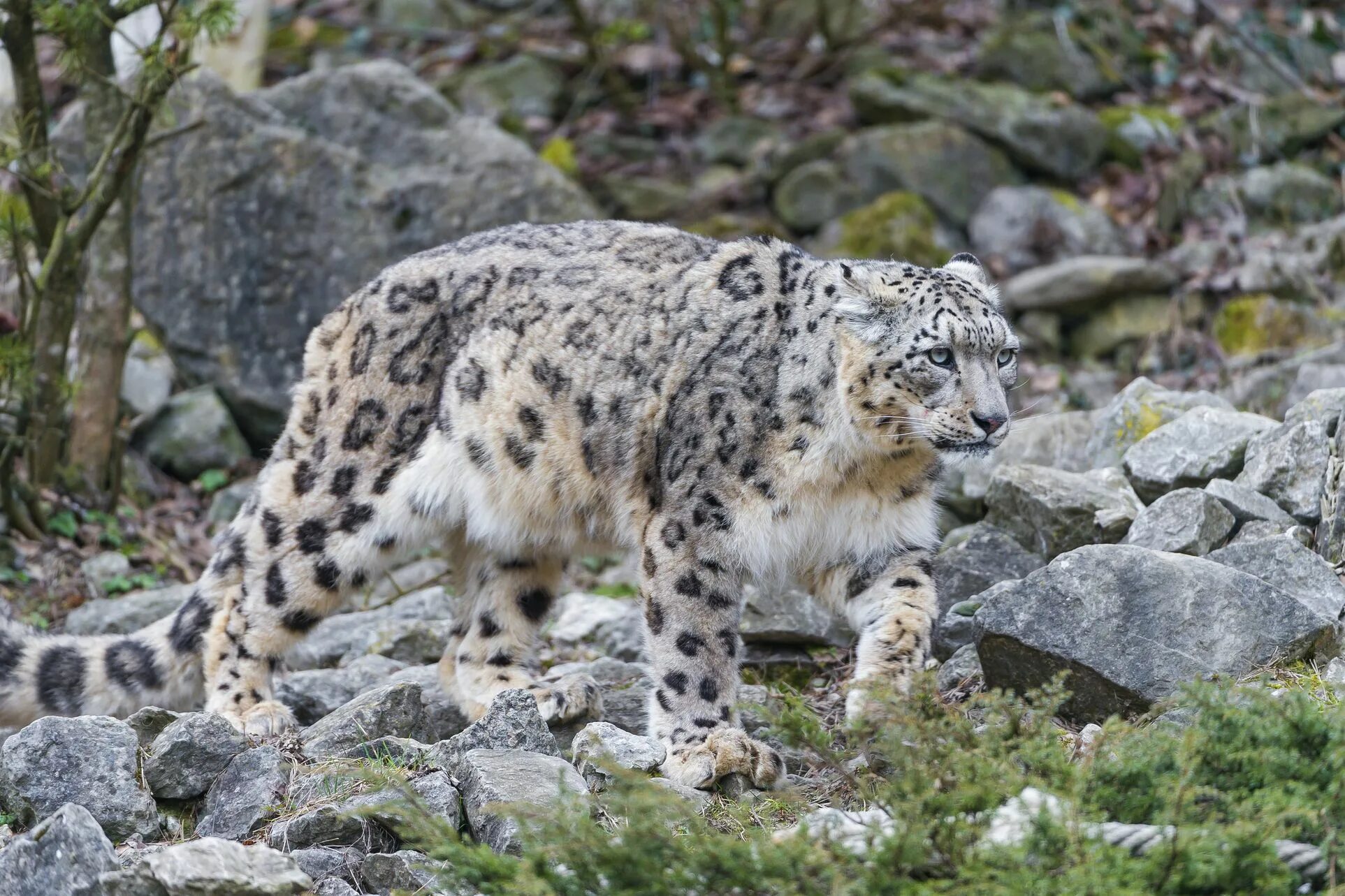 Снежный Барс (Ирбис, снежный леопард). - Снежный Барс (Panthera uncia. Памирская Ирбис. Снежный Барс Ирбис в Хакасии. Барс котлас