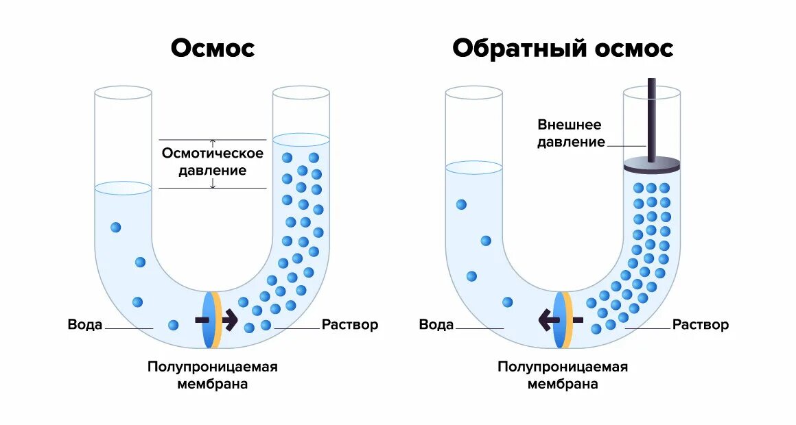 Осмос живой клетки человека Русфильтр