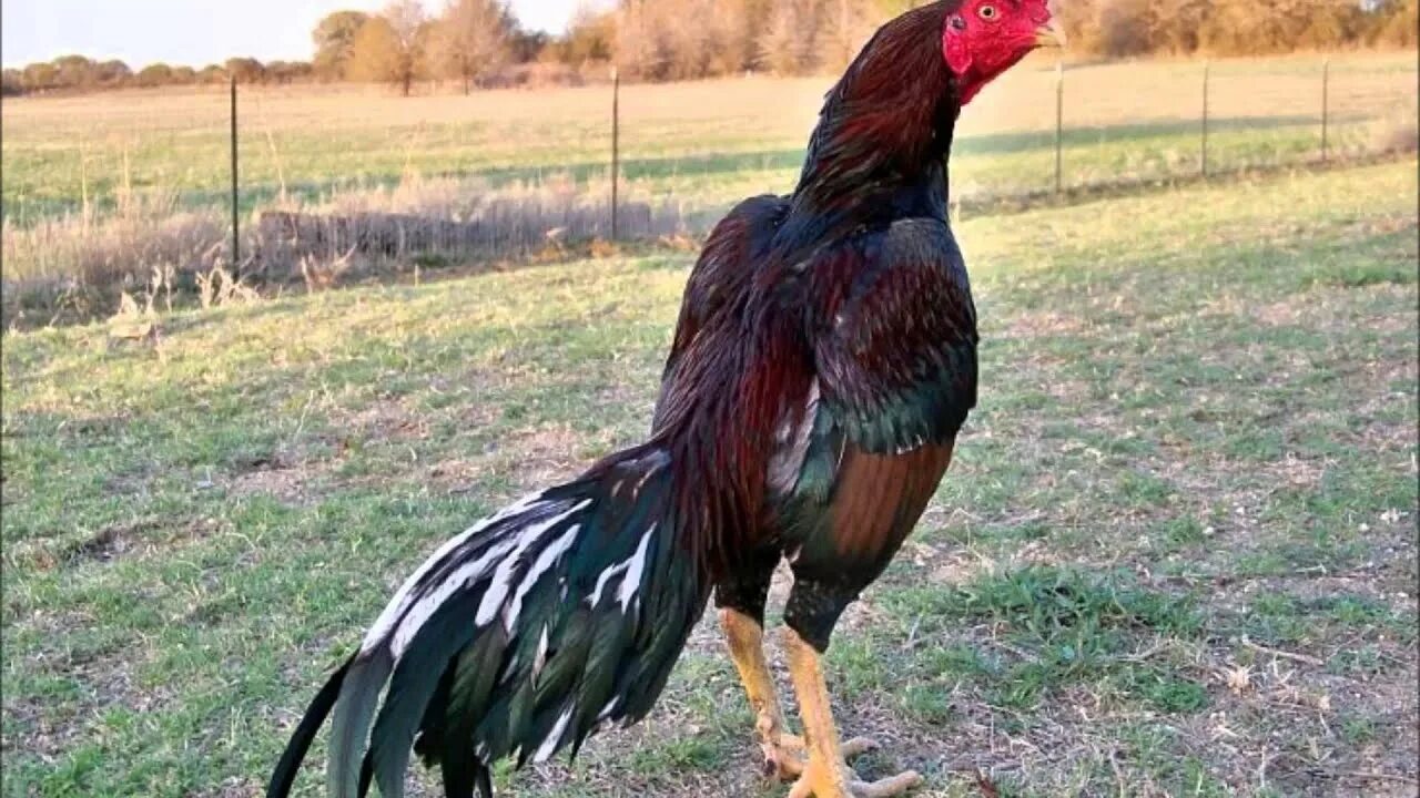 Петуха 7. Петуха 7