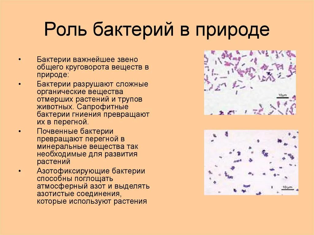 Функции бактерий в природе. Роль бактерий в природе. Робобактерий в природе. Роль микробов в круговороте веществ.