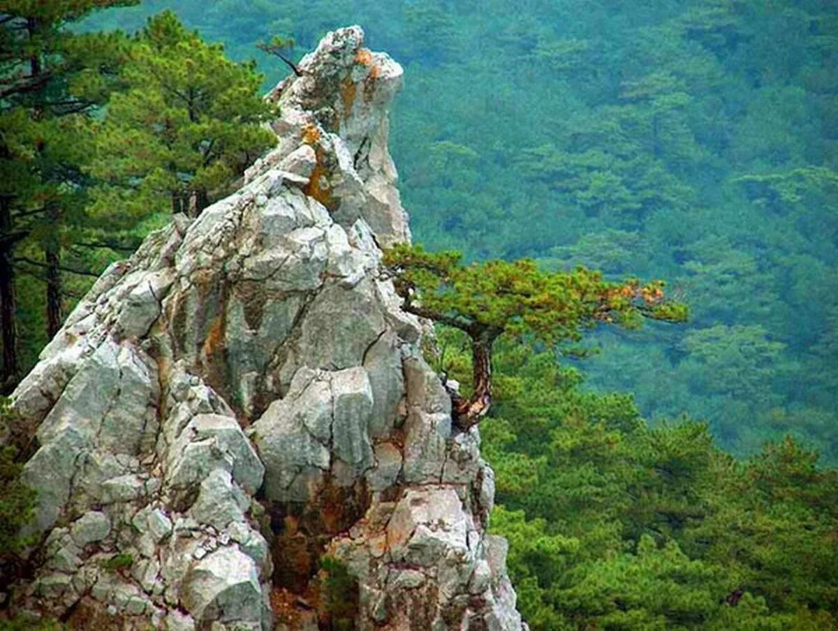 Ялтенский. Горно Лесной заповедник Ялта. Крымский природный заповедник Ялта. Ялтинский горный заповедник. Яльтинский горнолесной заповедкик.