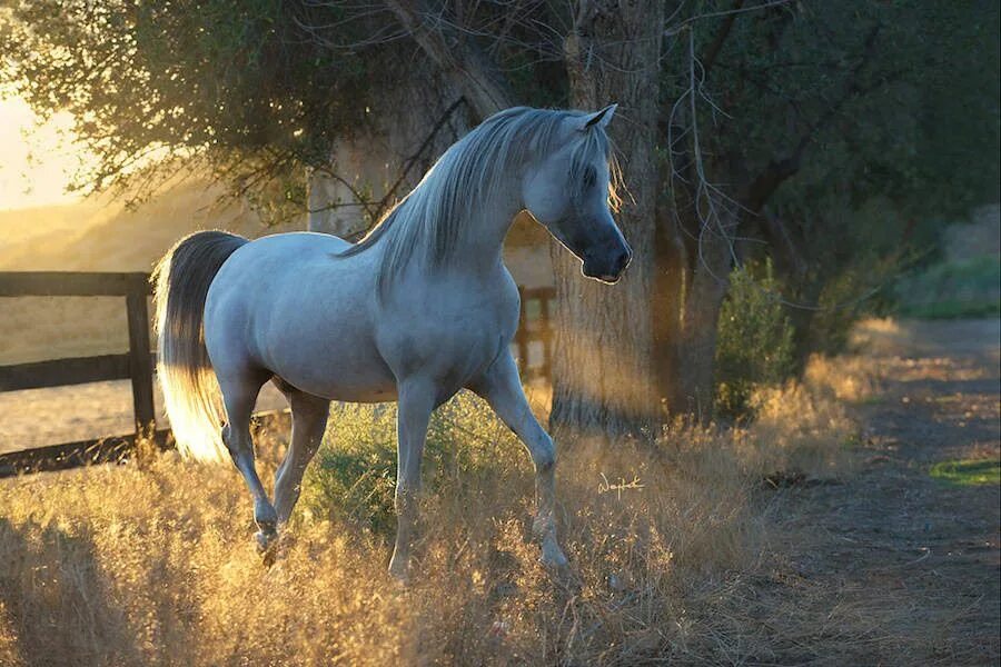 Лошади. Красивые лошадки. Очень красивые лошади. Красивый конь. Horses are beautiful