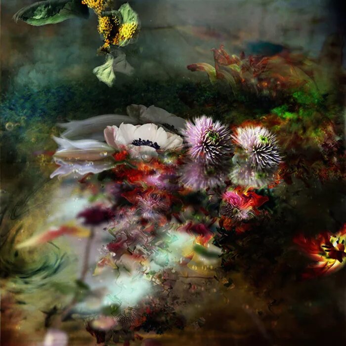 Цветы Изабель менин. Бельгийский фотограф Изабель менин. Изабель менин фотохудожник. Мистические цветы. Загадочные растения