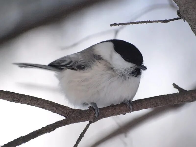 лазоревка серая. серая птичка похожая на синицу. зеленоспинная синица. птицы похожие на синичек. буроголовая гаичка лазоревка.