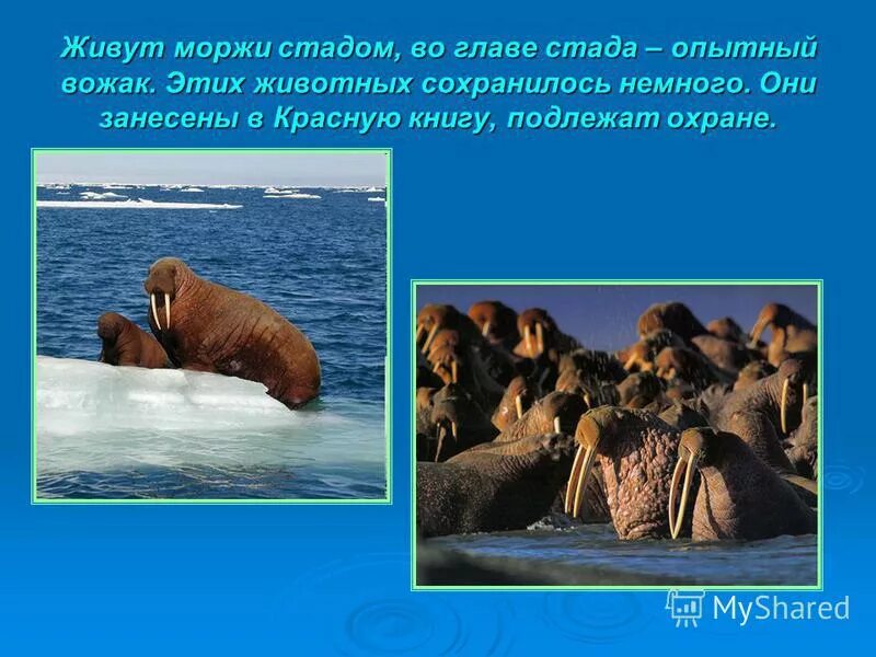 Сколько жили моржи