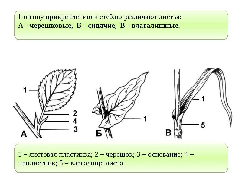 Способ прикрепления листа к стеблю черешковый. Тип листа черешковый и влагалищный. Типы прикрепления листа к стеблю. Тип строения листа черешковый сидячий.