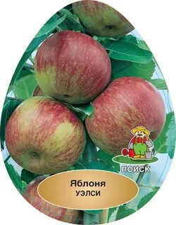 Каталог яблони