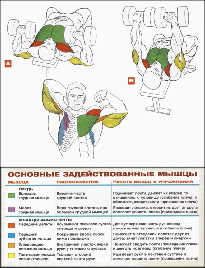 Упражнения для прокачки грудных мышц. Упражнения для развития мышц грудной клетки. Упражнения для прокачки верхней части грудных мышц. Упражнения для прокачки нижних грудных мышц. Упражнения на развитие грудных мышц