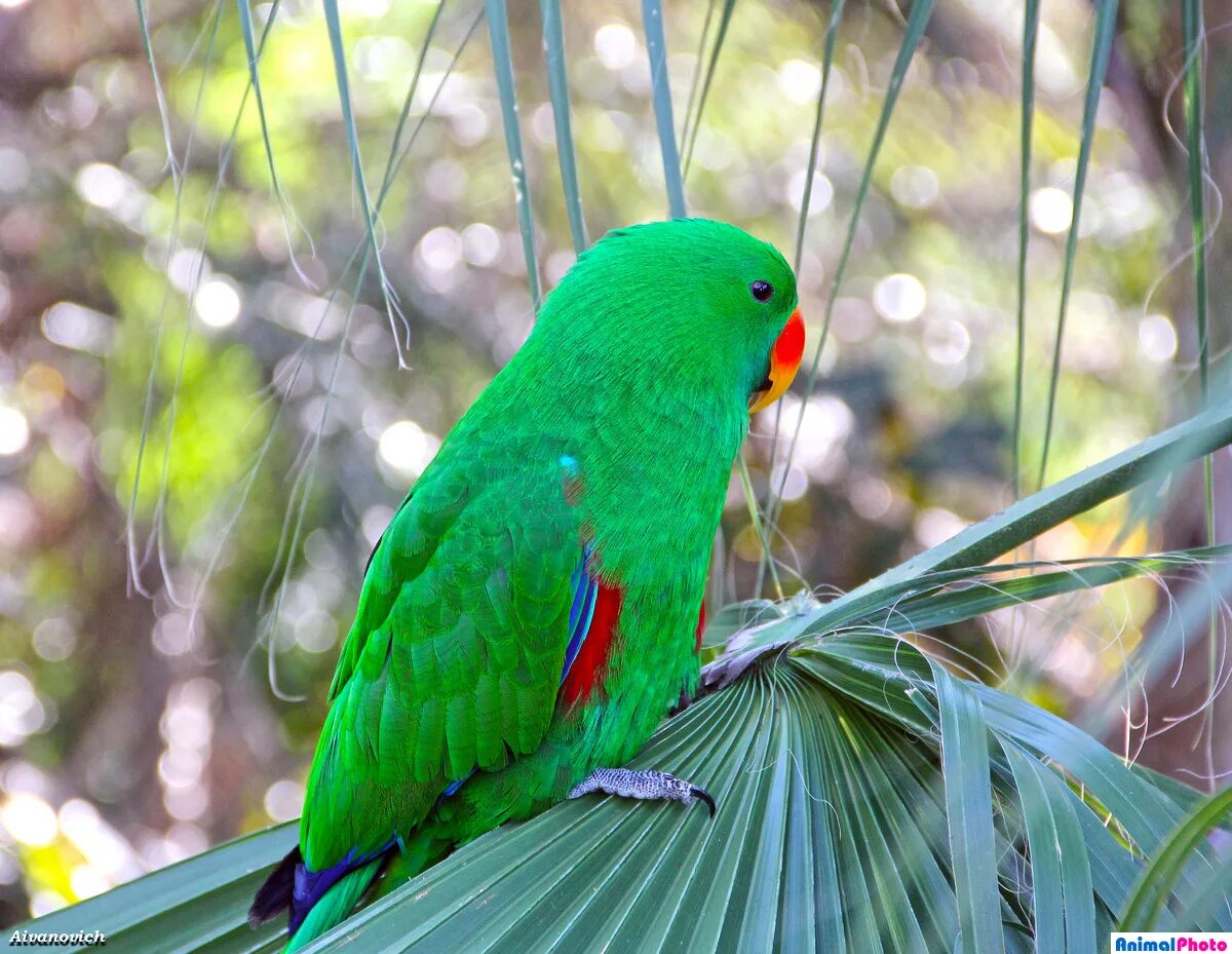 Попугай ред паррот. Попугаи в барселоне. Попугай по испански. Попугай квакер монах. Тенерифе попугаи.