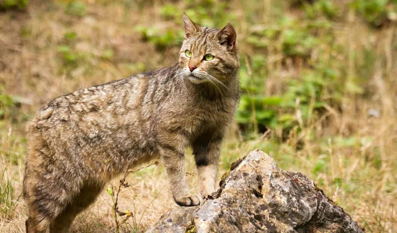 Европейский Лесной кот камышовый. Лесной кот Felis Silvestris. Кавказская Лесная кошка Felis Silvestris Caucasica Тебердинский заповедник. Дикий Европейский камышовый кот. Дикие кошки котов