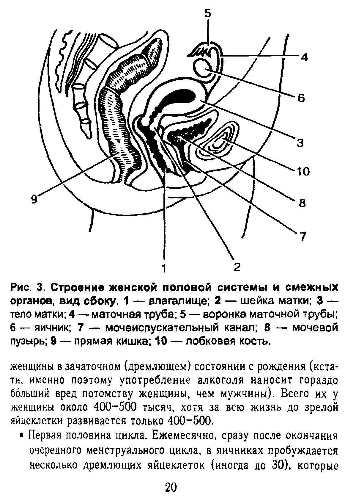 Половые органы строение функции. Схема внутреннего строения влагалища. Строение женской половой системы. Строение женских.половых органов. Строение женского полового органа.