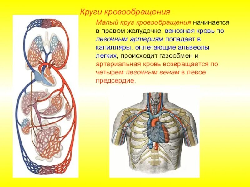 Кровь в левое предсердие попадает. Малый круг кровообращения начинается аортой. Круг кровообращения начинается. Большой круг кровообращ. Большой круг кровообращения начинается от.