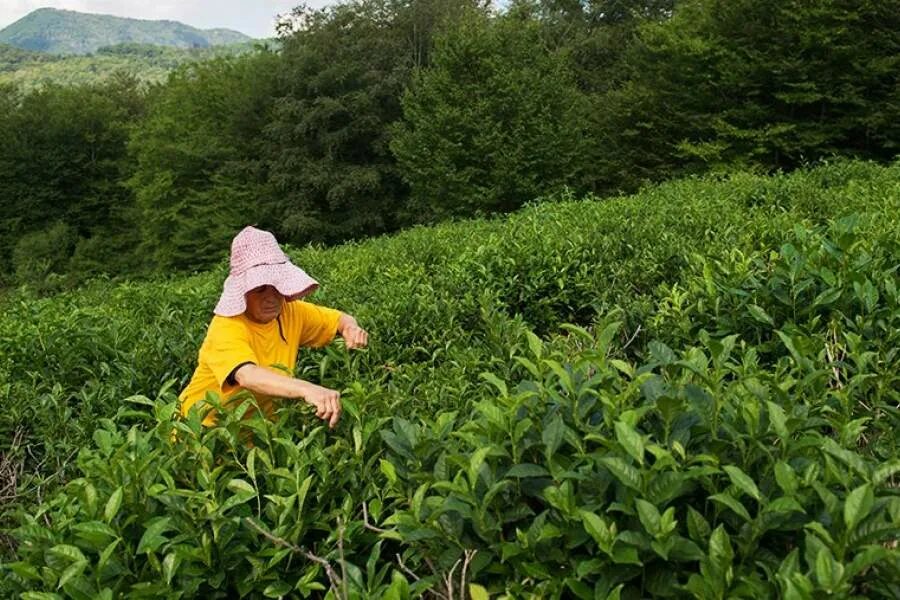 В россии растет чай. Чайные плантации Сочи Мацеста. Чайные плантации Дагомыс. Мацеста чай плантации. Чайные плантации Мацеста чай.