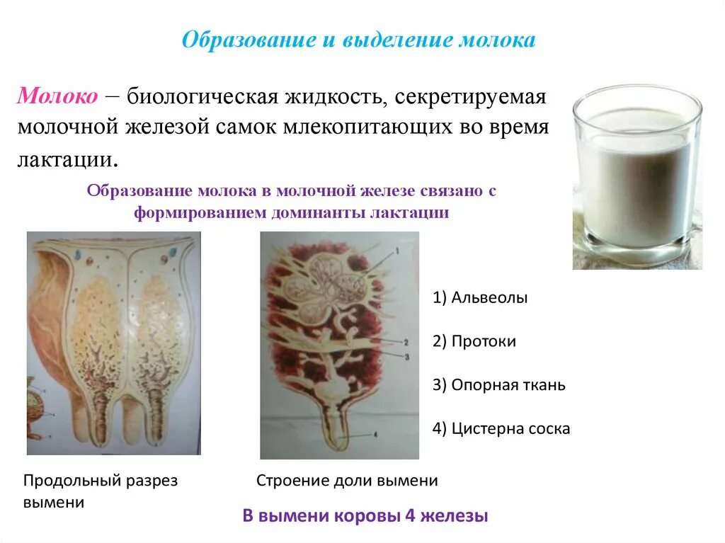 Образование молочной. Молоко биологическая жидкость. Процесс образования молока. Молокообразные выделения.