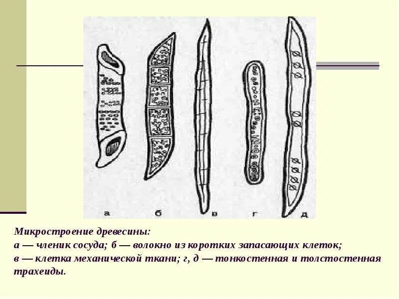 В каком процессе участвуют сосуды и трахеиды. Схема строения трахеиды. схема строения трахеиды и членика сосуда. трахеиды в древесине. членик сосуда.