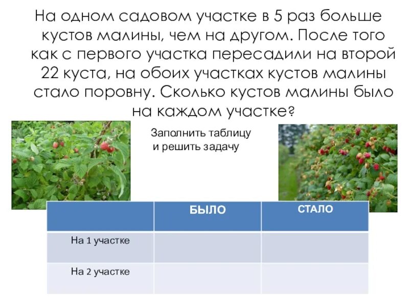 На одном садовом участке в 5 раз больше кустов малины чем. На 1 садовом участке в 5 раз больше кустов малины чем на другом. На 1 участке в 5 раз больше кустов малины. Решение задачи с кустами. Решить задачу в лесу на разных кустах