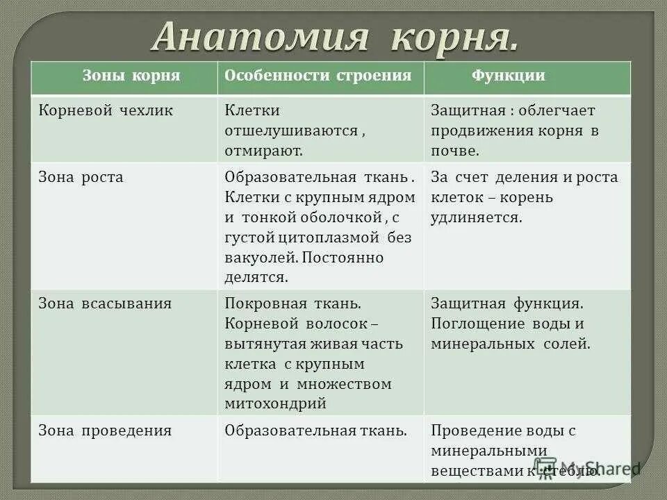 Строение и значение корня 6 класс. Таблица по биологии 6 класс строение корня. Зоны корня таблица строение и функции. Особенности строения корня растения. Таблица по биологии зона корня строение функции.