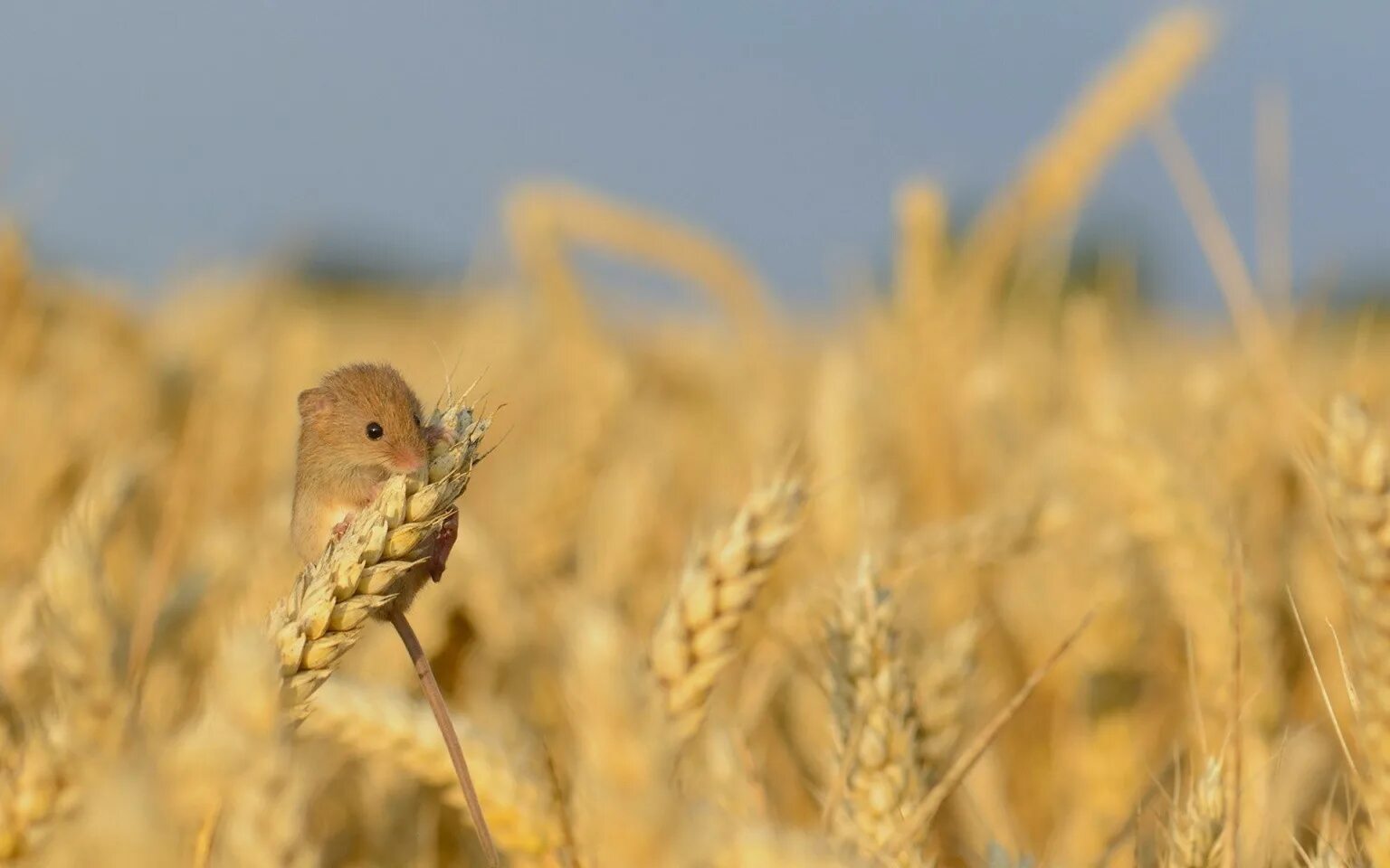 Поле и его обитатели 2 класс. Обитатели пшеничного поля. Животные в пшеничном поле. Пшеничное поле Грызуны. Полевая мышь.