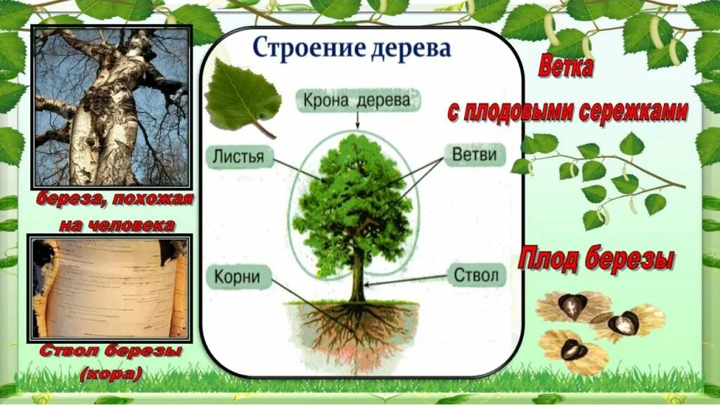 Внешнее строение березы. Строение березы. особенности строения дерева. строение березы для детей. строение дерева дерево средняя группа.