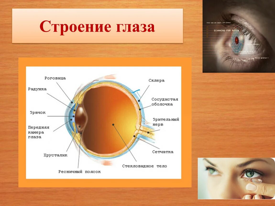 Строение глаза физика