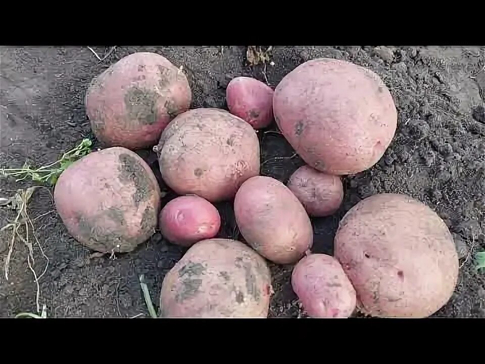 Картошка репанка описание сорта фото отзывы Картофель Маг: описание и характеристики, особенности посадки и выращивания, отз