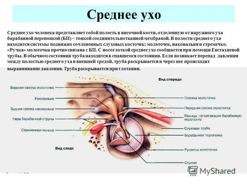 Среднее ухо имеет значение. Функции полости среднего уха человека. среднее ухо человека. наружное ухо от среднего отделяет. наружное ухо отделено от среднего уха.