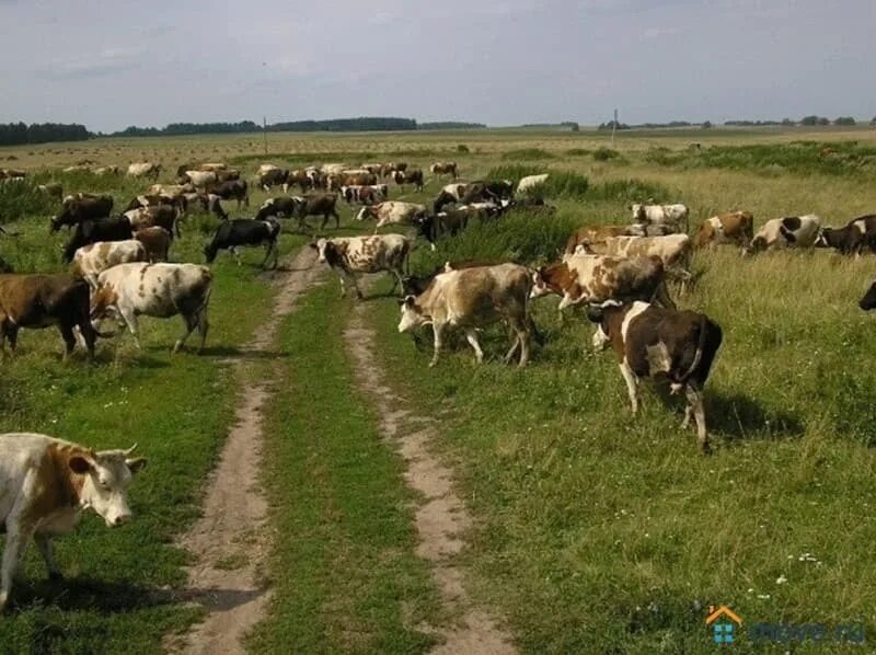 В деревне пасут коров. Стойлово-пастбищная система. стадо коров. скотоводство в деревне. стадо коров в деревне.