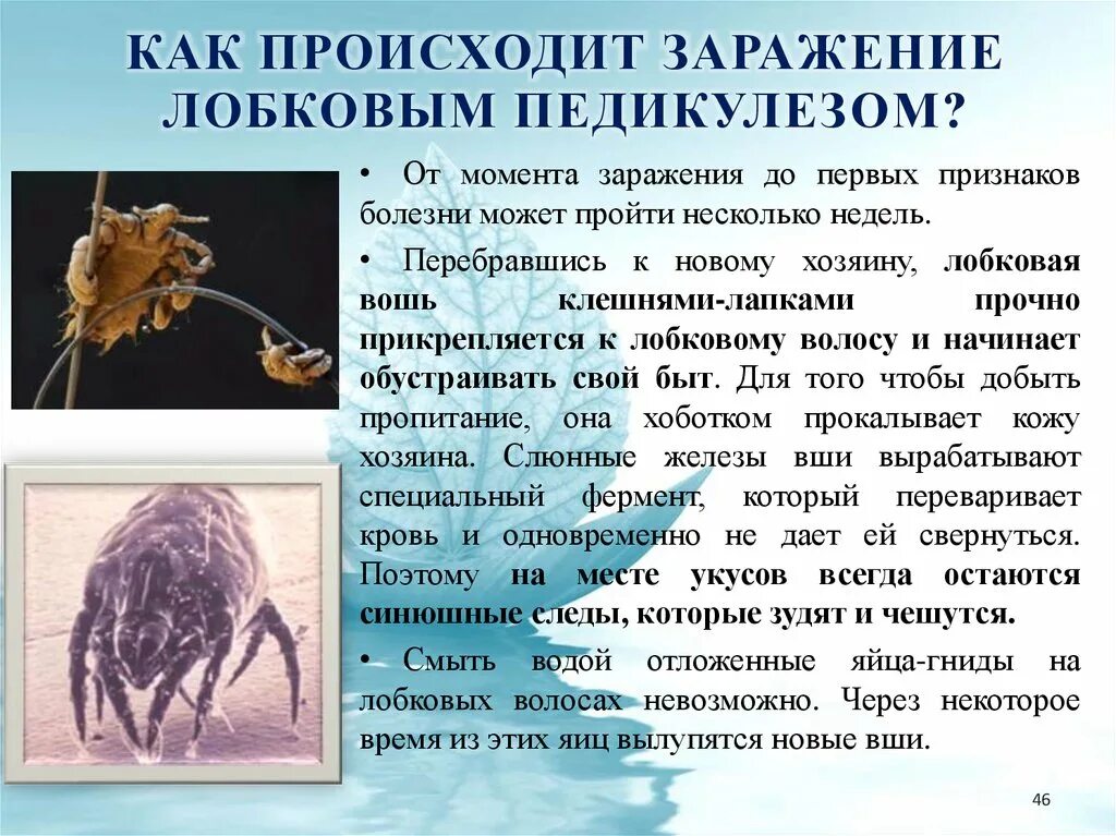 Галерея насекомых- Работа компании МирДез
