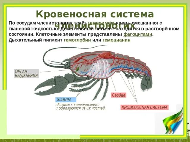 Дыхательная система членистоногих ракообразных. Кровеносная система членистоногих. Кровенвеносная система членистоногих. Кровеносная система членистоногии. Какой тип кровеносной системы характерен для членистоногих