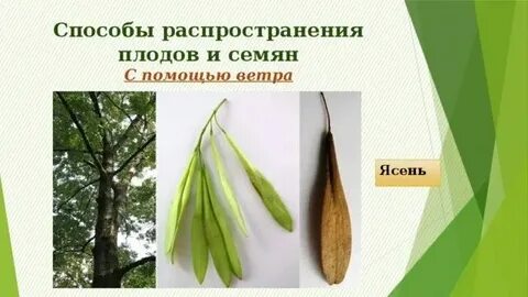 Ясень способ распространения