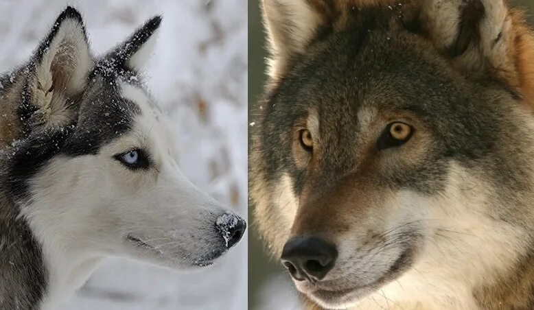 Хаски vs волк. Сибирский волк. Хаски от волка. Отличие хаски от волка.