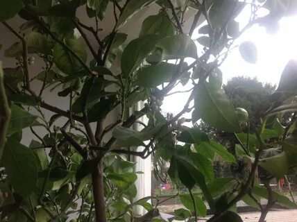 2 плодоносить
